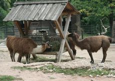 Lamas-076.jpg